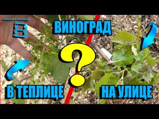 ВИНОГРАД В ТЕПЛИЦЕ И НА УЛИЦЕ - БОЛЬШАЯ РАЗНИЦА. ВЫРАЩИВАНИЕ ВИНОГРАДА В ТЕПЛИЦЕ
