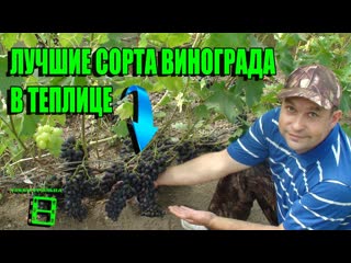 ИНТЕРЕСНЫЕ СОРТА ВИНОГРАДА ДЛЯ ТЕПЛИЦЫ. ОБЗОР СОРТОВ ВИНОГРАДА. ВЫРАЩИВАНИЕ ВИНОГРАДА В ТЕПЛИЦЕ