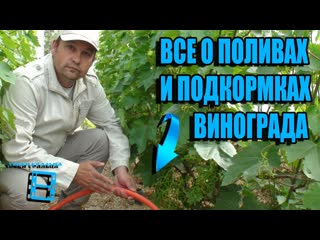 ПОЛИВ И ПОДКОРМКА ВИНОГРАДА С ВЕСНЫ ДО ОСЕНИ, ЧТОБЫ ВИНОГРАД БЫЛ КРУПНЫЙ, СЛАДКИЙ. СЕВЕРНЫЙ ВИНОГРАД