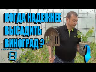 КОГДА 100% ПОСАДКА ВИНОГРАДА? ПОСАДКА ВИНОГРАДА ВЕСНОЙ САЖЕНЦАМИ? ВИНОГРАД В ТЕПЛИЦЕ