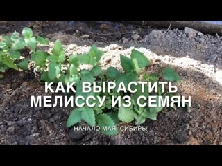 Как вырастить МЕЛИССУ из семян