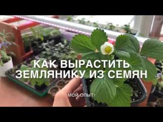 Как вырастить ЗЕМЛЯНИКУ из семян в домашних условиях