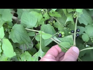 Паслён чёрный, СОРНЯК КОТОРЫЙ ЕДЯТ!