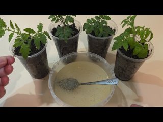 Лучшая подкормка для любой рассады от вытягивания