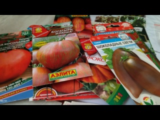 Томаты, которые будут расти у меня в первой теплице 3*6.