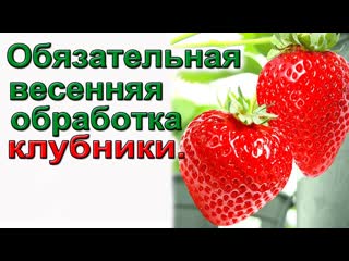 Обязательные весенние обработки клубники. От всех вредителей и болезней.