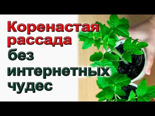 Толстая, коренастая рассада томатов без интернетных чудес. Толстая, коренастая рассада томатов без интернетных чудес.