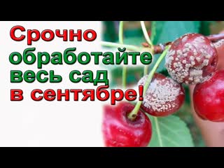 Осенняя обработка сада от болезней и вредителей