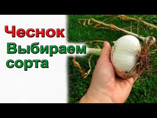 Основа крупного чеснока - удачный сорт