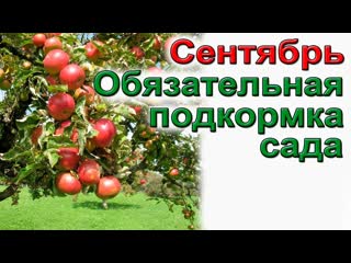 Главная подкормка сада в октябре.
