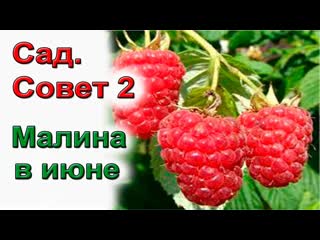 Малина. 5 советов по выращиванию крупной и сладкой малины.