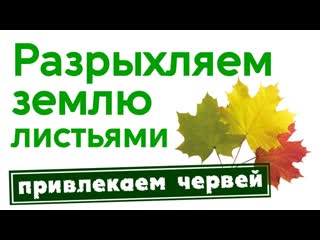 Как разрыхлить грядки осенью. Привлекаем червей.