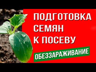 Подготовке семян к посеву. Обеззараживание семян. Способы протравливания семян.