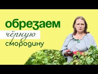 КОГДА и КАК обрезать ЧЁРНУЮ смородину