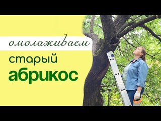 ОМОЛАЖИВАЮЩАЯ обрезка старого АБРИКОСА