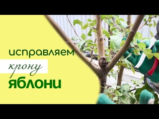 Как ПРАВИЛЬНО СФОРМИРОВАТЬ и ОБРЕЗАТЬ молодую ЯБЛОНЮ