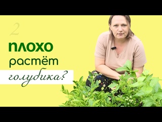 ПРАВИЛЬНЫЕ УСЛОВИЯ для УСПЕШНОГО выращивания ГОЛУБИКИ