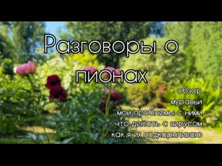 ПИОНЫ. Уход и проблемные моменты выращивания. Мой молодой пионарий.