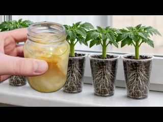 Рассада станет толстой на глазах! Лучшая подкормка рассады томатов перца и огурца