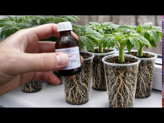 1 Капля и рассада толстеет на глазах! Толстые стебли и много густых корней