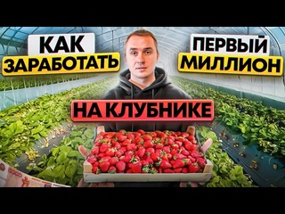 Выращивание клубники. Клубника в теплице. Бизнес на клубнике.