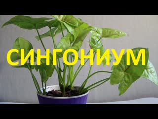 Сингониум домашний. Описание видов сингониума и рекомендации по уходу