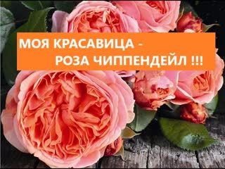 Моя красавица - роза Чиппендейл !!!
