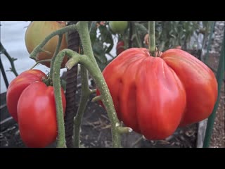 Самый КРУПНЫЙ и СЛАДКИЙ сорт томата!