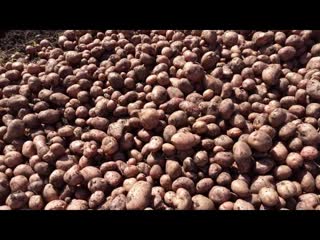 Лучший способ выращивания картофеля! Огромный урожай!