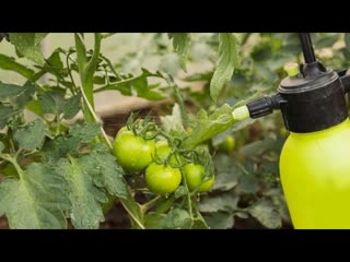 ЛУЧШАЯ ПОДКОРМКА ДЛЯ ТОМАТОВ ВО ВРЕМЯ ЦВЕТЕНИЯ!!! УВЕЛИЧИТ УРОЖАЙНОСТЬ! Обязательно попробуйте!