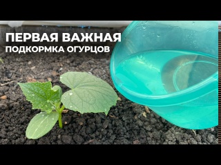 Первая важная подкормка огурцов, что внести для богатого урожая?