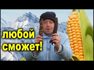 Все секреты выращивания кукурузы! Кукуруза от а до я!