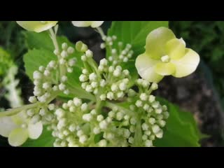 Размножение гортензии отводками. #хештег#моишестьсоток