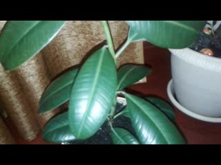 Фикус, как размножить