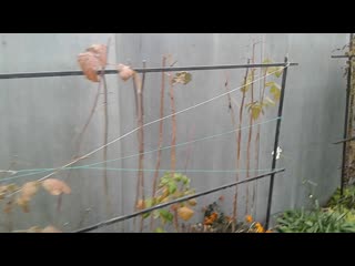 Как укрыть малину и ежевику на зиму