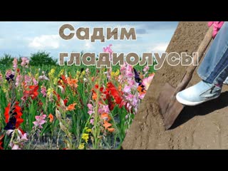 Правильная посадка гладиолусов | Когда и как сажать?
