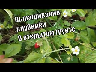 Как выращивать клубнику в открытом грунте ПОШАГОВО