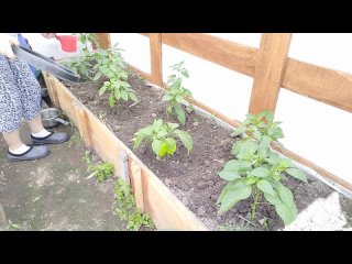 Уход за перцем после подкормки. Убираю нижние листья и пасынки.