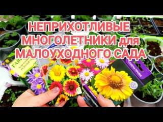 СЕМЕНА ЦВЕТОВ НА НОВЫЙ СЕЗОН 2026 // НЕПРИХОТЛИВЫЕ МНОГОЛЕТНИКИ ДЛЯ САДА