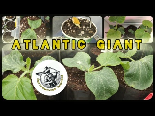 ? 3. Посев семян на рассаду Тыква Атлантический Гигант [Atlantic Giant] Сезон 2025 г.
