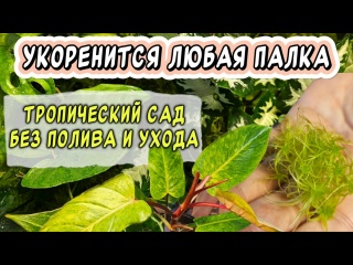 Укоренится любая палка: тропический сад без полива и ухода