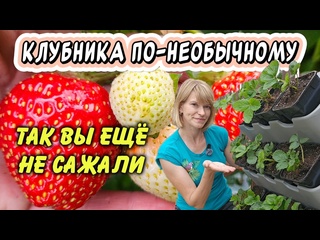 Необычный способ выращивания клубники: такого мы ещё не пробовали