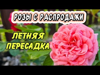 Розы с распродажи: как посадить, чтобы повторно зацвели?