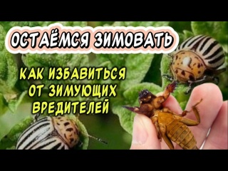 Они ещё и зимуют: борьба с вредителями, которым не страшны морозы