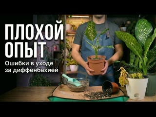 Плохой опыт. Ошибки в уходе за диффенбахией