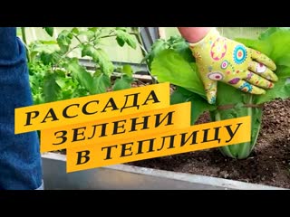 Рассада зелени для теплицы для раннего урожая.