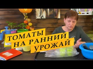 Посев семян томатов на рассаду для раннего урожая. Про фитоспорин ( маточный раствор)