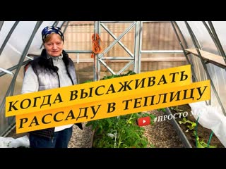 Когда высаживать рассаду томатов в теплицу.