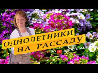 Посев однолетников на рассаду. Бархатцы, астры, цинерария, кохия.