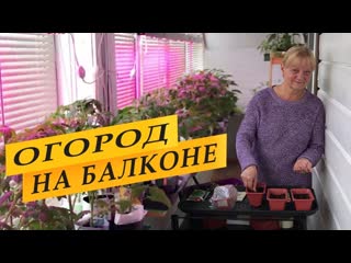 Огород на балконе. Выращивание помидоров и зелени.